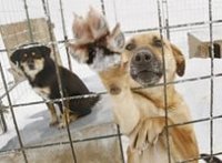Все города и районы Иркутской области планируют наделить правом на отлов безнадзорных животных