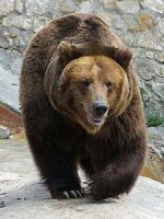 На Дни синички и медведя приглашает детей краеведческий музей Иркутска