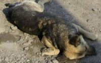 В Иркутском районе перед судом предстанет парень, жестоко убивший двух собак