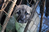 В Иркутском районе на ферме заживо сгорели около ста собак, в том числе щенки