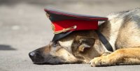 В иркутском аэропорту служебная собака помогла полицейским задержать пассажира с гашишем и героином