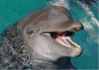 Более 500 воспитанников детдомов посмотрели на выступление дельфинов в Иркутске