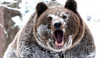 Медведь задрал мужчину в тайге Чунского района