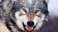 Спортивную охоту на волков популяризируют в Иркутской области