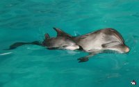 Дельфиненок родился в Московском дельфинарии на гастролях в Иркутске
