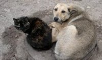 Работу приютов для животных в Иркутской области будут проверять ежемесячно