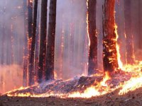 Сергей Ерощенко сообщил Владимиру Путину о стабилизации лесопожарной ситуации в Приангарье
