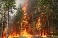 В Приангарье 19 мая зарегистрировали восемь лесных пожаров