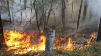 Более 500 парашютистов-десантников из других регионов тушат лесные пожары в Иркутской области