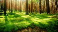 В Иркутской области в 2014 году лес восстановили на 107 тысячах гектаров