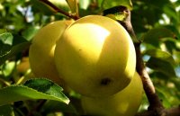 В Иркутске уничтожили партию санкционных яблок