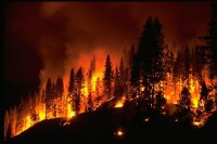 Прокуратура: лес в «Заповедном Прибайкалье» горел из-за халатности руководства учреждения. Возбуждено уголовное дело