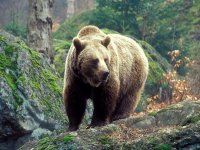 Медведь напал на двух ягодников в тайге Ольхонского района и убил одного