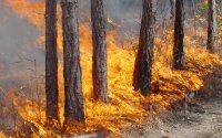 В Иркутской области снят режим ЧС – все лесные пожары потушили