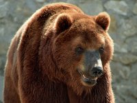 Владелец питомника К-9 Вячеслав Славин намерен поехать на Ольхон, чтобы спасти трех медведей