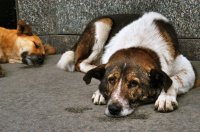 На 75 бродячих собак станет меньше на улицах Усолья