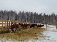 В Иркутской области сельхозпотребкооперативы будут поддерживать грантами на технику