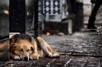 В Усолье начат отлов бездомных собак 