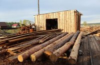 Жалобы на незаконные рубки леса принимают в Интернете власти Иркутской области
