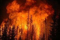 В Усолье начались лесные пожары