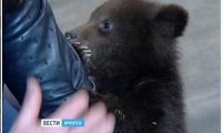 Подброшенных в феврале в иркутский цирк медвежат заберёт московская труппа