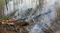 Из-за лесных пожаров запрещено посещать Байкало-Ленский заповедник