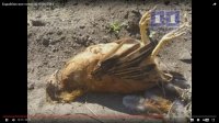Летающие собаки в Бодайбо уничтожают живность в частных хозяйствах