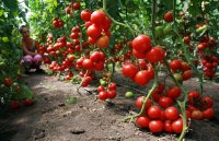 Урожай томатов  будет больше