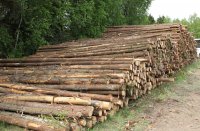 В Иркутской области на аукционе продали более миллиона кубометров расчетной лесосеки