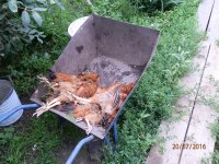 В Иркутском районе уничтожили кур с болезнью Марека, чтобы не допустить эпидемию