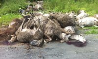 Фермер избавился от животных. В Иркутской области нашли стадо мертвых баранов