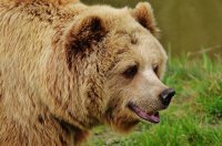 Медведи выходят к людям из объятой огнём тайги в Иркутской области