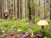 В Иркутской области сотрудники полиции разыскали шесть заблудившихся грибников