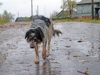 В Усолье-Сибирском продолжается отлов бездомных собак