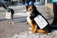Более сотни иркутян подписались за ужесточение наказания за жестокое обращение с животными