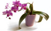 Чем подкормить  орхидею?