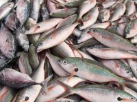В Усолье из Бурятии везли 200 кг рыбы без документов