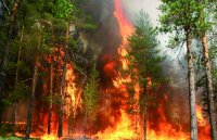 Подросток устроил лесной пожар в Усольском районе