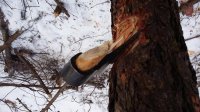 Житель Усолья-Сибирского получил 2,5 года условно за незаконную рубку леса на 1 млн руб.