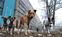 В Усолье-сибирском начался отлов собак