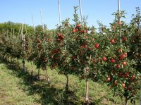 Как сформировать  карликовые яблони?