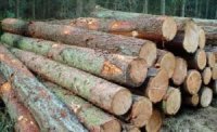 Организатору незаконной рубки леса на 16 миллионов рублей в Иркутской области дали 3,5 года