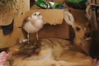Осиротевший детеныш косули поселился в Иркутском детском контактном зоопарке