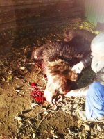 В Нижнеудинске застрелили медведя, напавшего на подростка