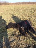 Стая собак растерзала пони в Ангарске