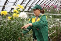 Восемь тысяч хризантем вырастили специалисты Горзеленхоза ко Дню матери