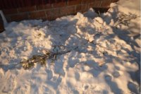 Преступники спилили наряженную ель во дворе дома в Усолье-Сибирском
