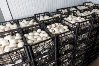 КРИО проинвестирует строительство грибной фермы в Шелеховском районе