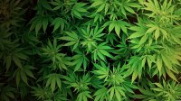 В Усолье-Сибирском сотрудники ДПС обнаружили у гражданина более килограмма марихуаны 