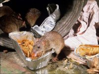 На несанкционированной мусорке в Усолье водятся крысы 